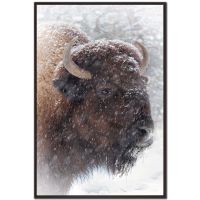 WGB2413 BUFFALO IN SNOW 30X45